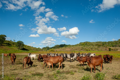 Livestock. Cattle in the field in Alagoinha, Paraiba State, Brazil on April 23, 2012. © Cacio Murilo