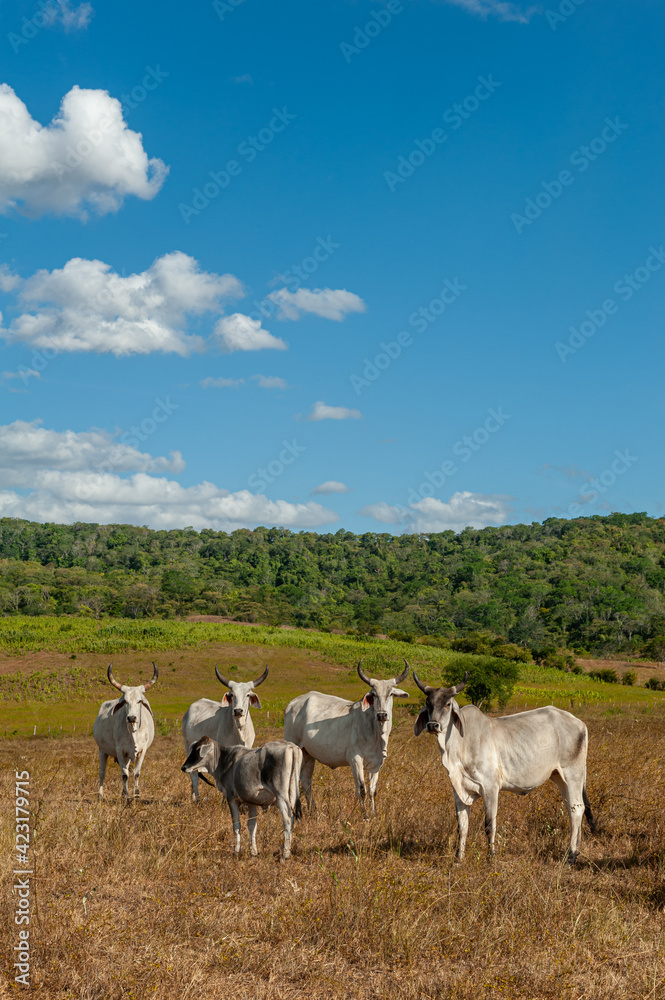 Livestock. Cattle in the field in Alagoinha, Paraiba State, Brazil on April 23, 2012. Livestock. Cattle in the field in Alagoinha, Paraiba State, Brazil on April 23, 2012.