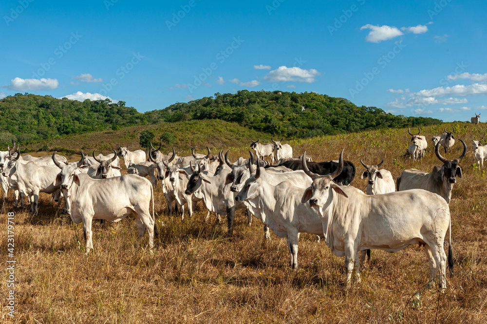 Livestock. Cattle in the field in Alagoinha, Paraiba State, Brazil on April 23, 2012.