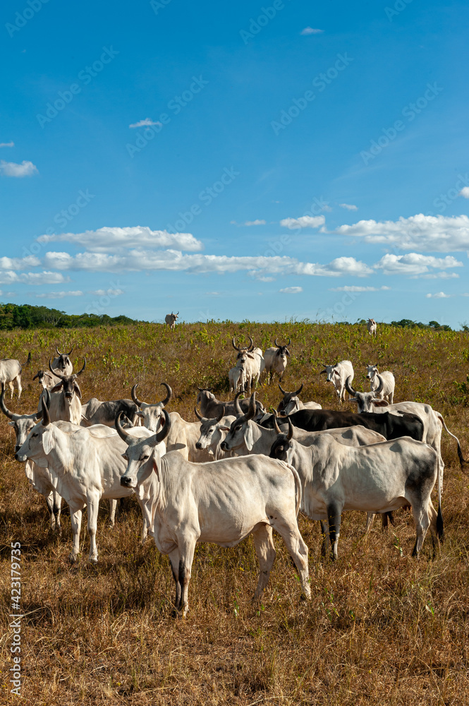 Livestock. Cattle in the field in Alagoinha, Paraiba State, Brazil on April 23, 2012. Livestock. Cattle in the field in Alagoinha, Paraiba State, Brazil on April 23, 2012.