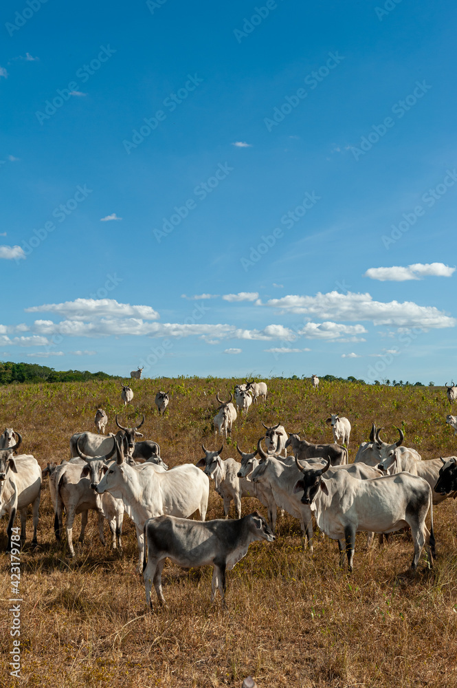 Livestock. Cattle in the field in Alagoinha, Paraiba State, Brazil on April 23, 2012. Livestock. Cattle in the field in Alagoinha, Paraiba State, Brazil on April 23, 2012.