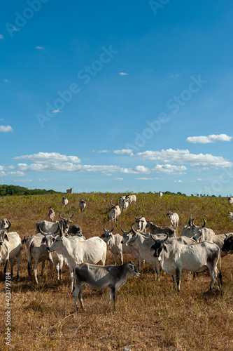 Livestock. Cattle in the field in Alagoinha, Paraiba State, Brazil on April 23, 2012.