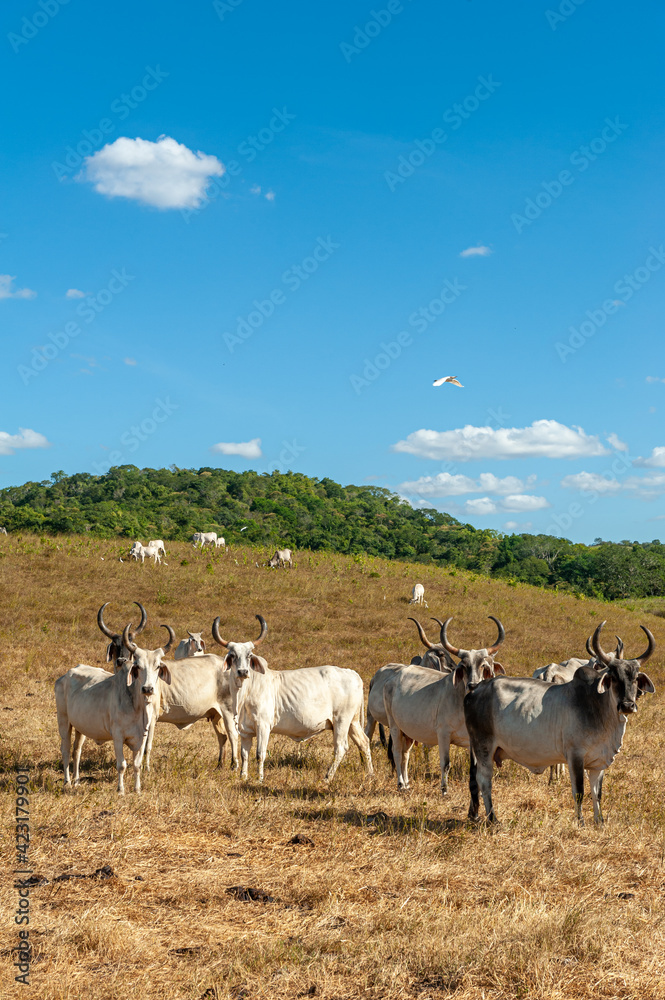 Livestock. Cattle in the field in Alagoinha, Paraiba State, Brazil on April 23, 2012. Livestock. Cattle in the field in Alagoinha, Paraiba State, Brazil on April 23, 2012.