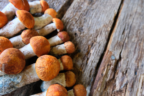 Freshly picked wild mushrooms of podosinoviki on gray boards. Background. Mushrooms are hardly laid out. Summer and autumn seasons. Detox, fitness, cleansing, vegetable protein. Useful product.  photo