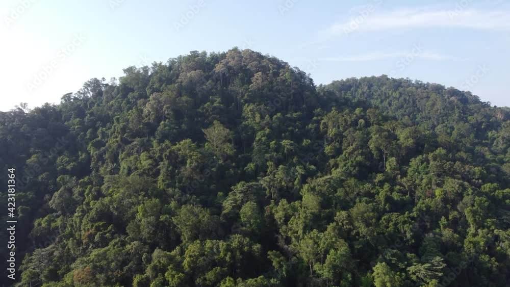 Aerial view fly upward the tropical rainforest in Malaysia during blue sunny day