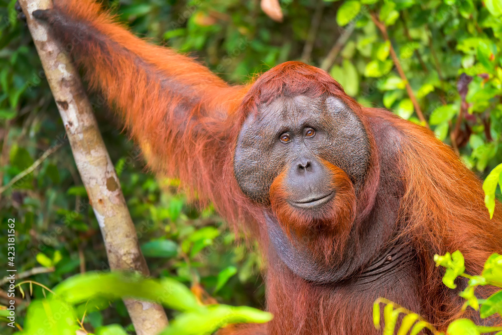 Fototapeta premium Orangutan, Pongo pygmaeus, Tanjung Puting National Park, Borneo, Indonesia