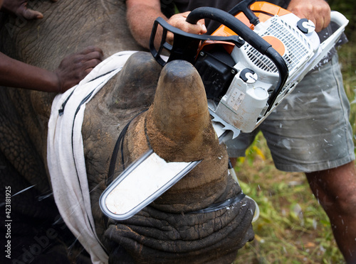 White rhinoceros dehorning - chainsaw cutting the horn