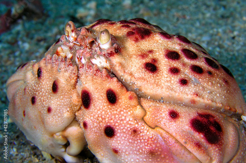 Royal Crab, Calappa granulata, Cabo Cope Puntas del Calnegre Natural Park, Mediterranean Sea, Murcia, Spain, Europe photo