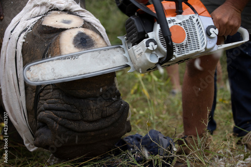 White rhinoceros dehorning - chainsaw cutting the horn