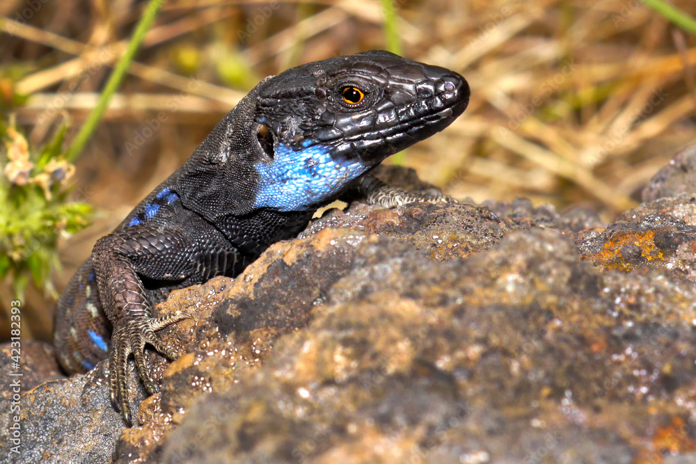 La Palma lizard, Sizeable lizard, Wall lizard, Lagarto Tizón, Gallotia galloti palmae, Caldera de Taburiente National Park, Biosphere Reserve, ZEPA, LIC, La Palma, Canary Islands, Spain, Europe La Palma lizard, Sizeable lizard, Wall lizard, Lagarto Tizón, Gallotia galloti palmae, Caldera de Taburiente National Park, Biosphere Reserve, ZEPA, LIC, La Palma, Canary Islands, Spain, Europe