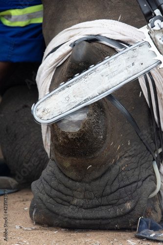 White rhinoceros dehorning - chainsaw cutting the horn photo