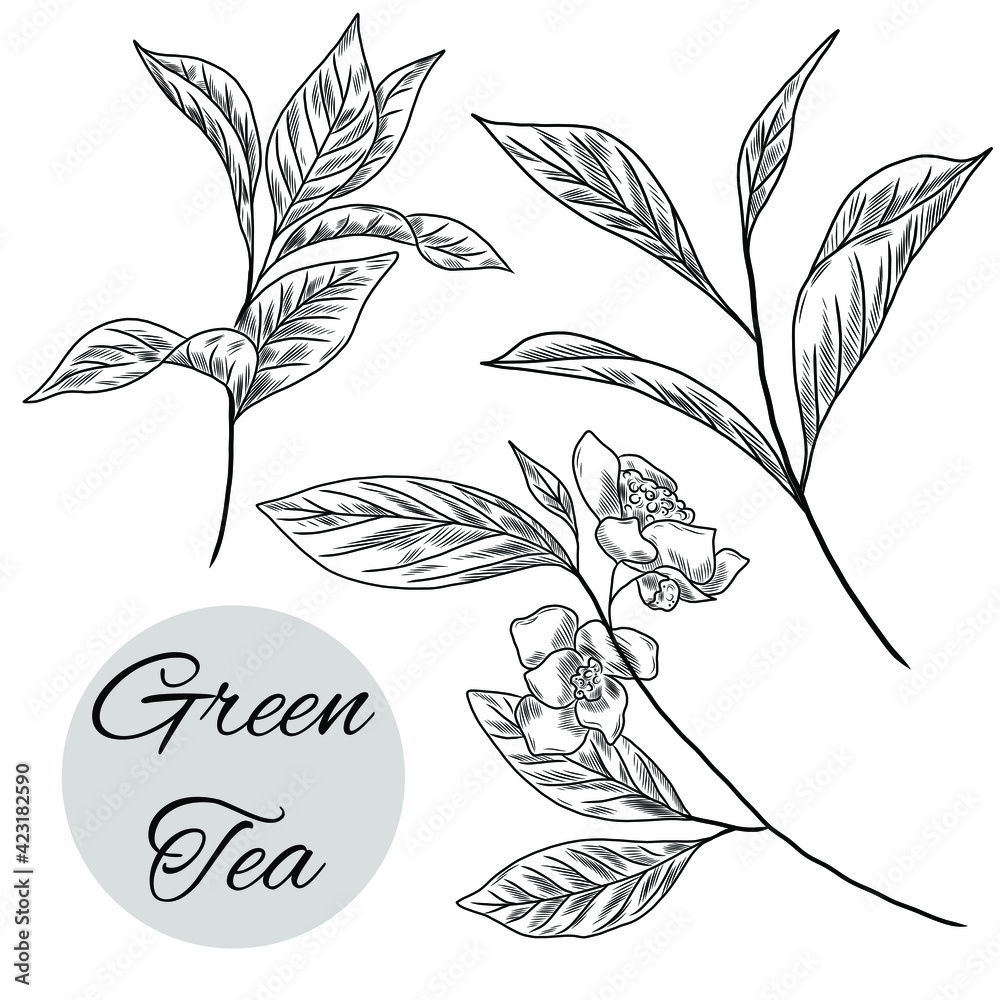 Collection of hand drawn illustrations with branches of green tea plant