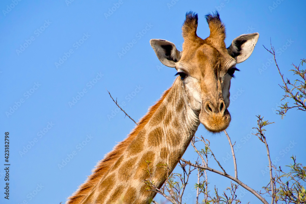 Fototapeta premium Giraffe, Giraffa camelopardis, Wildlife Reserve, South Africa, Africa