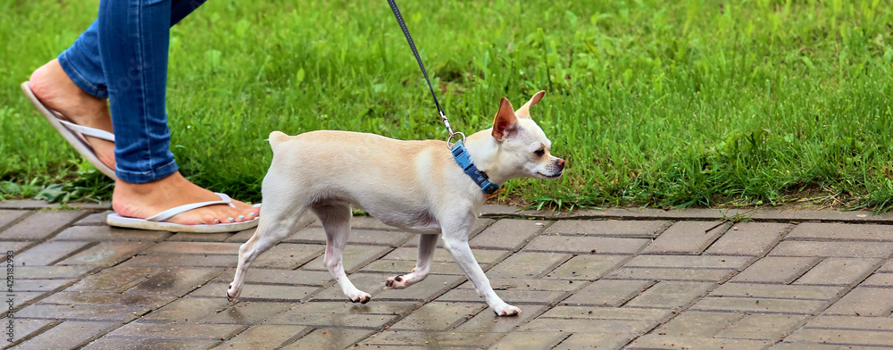 A white chihuahua dog runs in the garden A white chihuahua dog runs in the garden