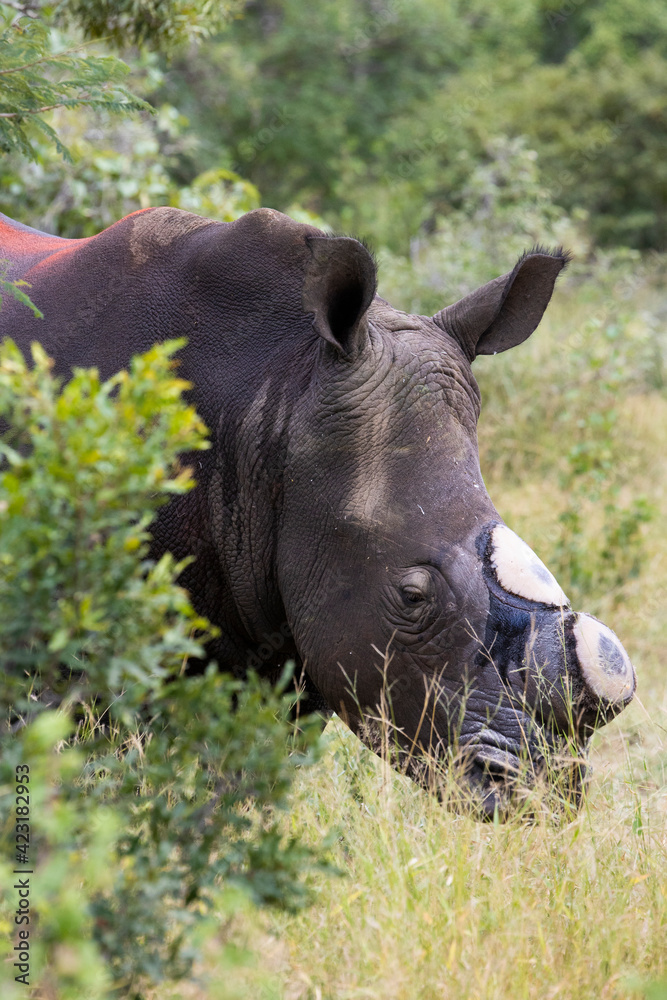 Dehorned white rhino - Alive and well Dehorned white rhino - Alive and well