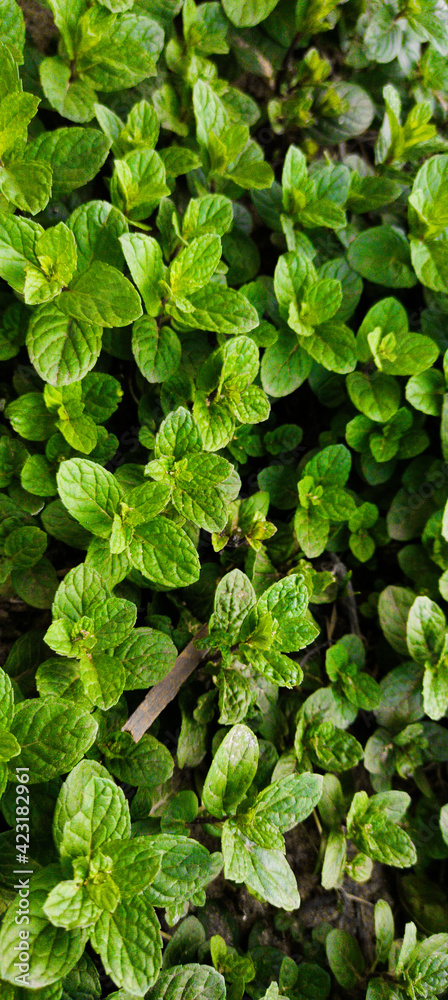 green leaves in the garden green leaves in the garden