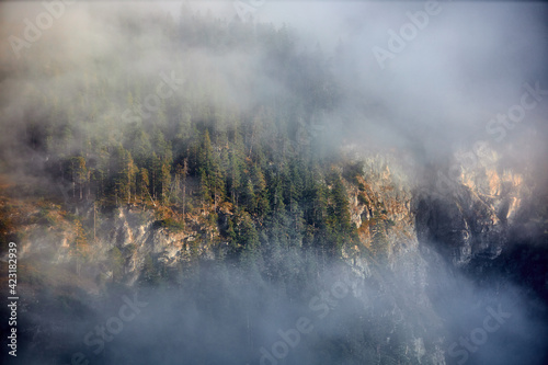 beautiful landscape of fog in a forest