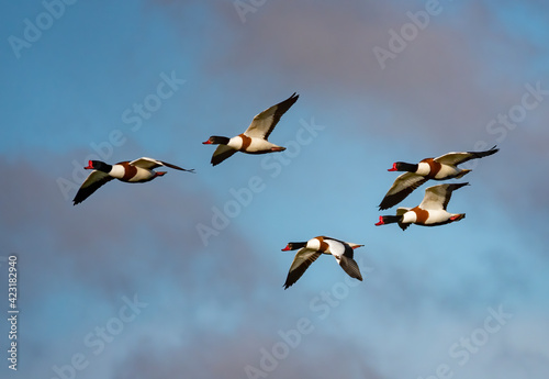 Shelduck Flying