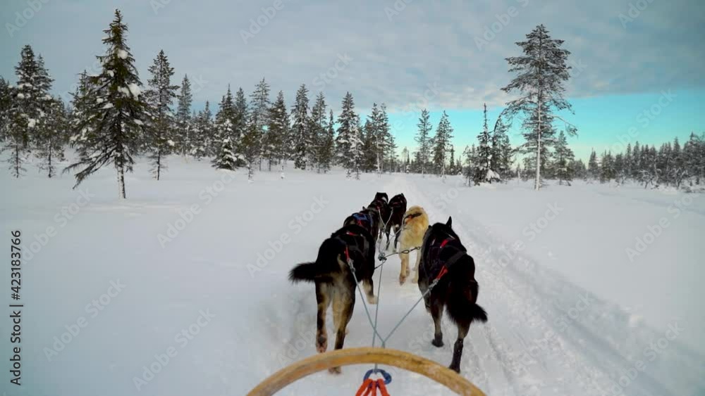 Riding husky sledge in Lapland 