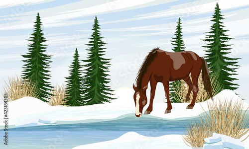 The white horse Equus ferus caballus bent over a spring stream. River bank with melting snow, dry grass and tall green spruce trees. Wild and farm horses. Realistic spring vector landscape