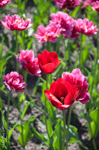 red tulips in summer on a flowerbed on a green background © Evdoha