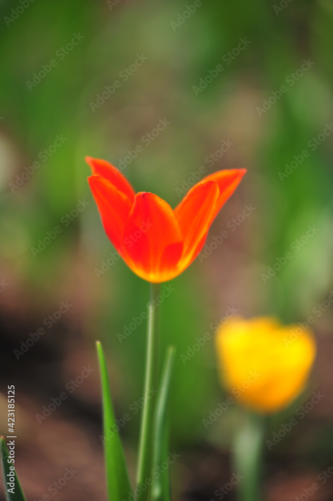 red tulips in summer on a flowerbed on a green background