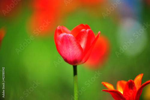 red tulips in summer on a flowerbed on a green background