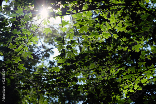 The sun's rays make their way through the foliage. Maple foliage against the background of the sky and the sun. Tops of trees in a city park, bottom up view.