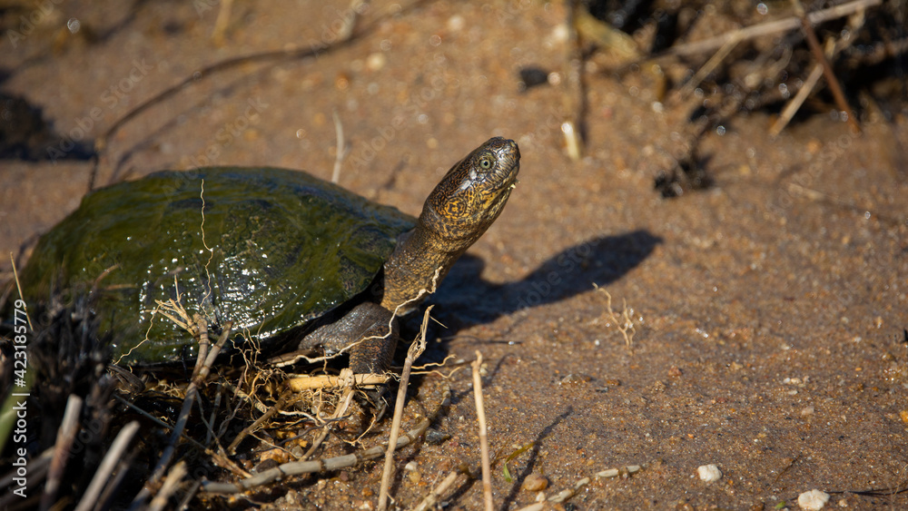 Obraz premium A Pan hinged terrapin out of water