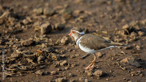 Three-banded plover on the move