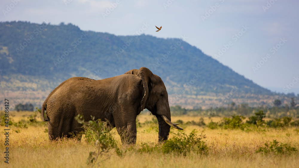 Fototapeta premium Bull African elephant and carmine bee-eater in air