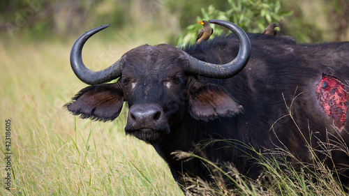 Cape buffalo with a bloody wound on her side