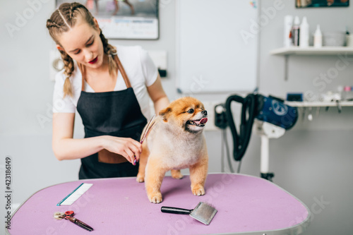 Fotografie Professional groomer cutting Pomeranian dog's fur with scissors at grooming salon