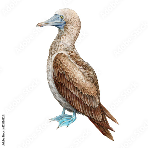 Blue footed booby realistic illustration. Wildlife Galapagos bird. Watercolor gannet image. Blue-footed booby island wild bird. Isolated on white background