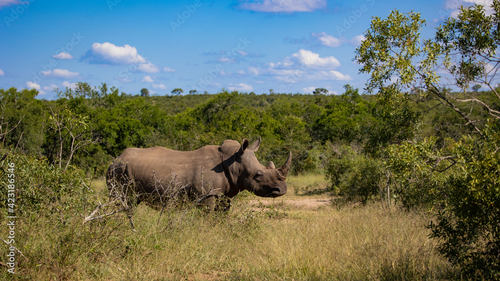 White rhino free in the wild White rhino free in the wild