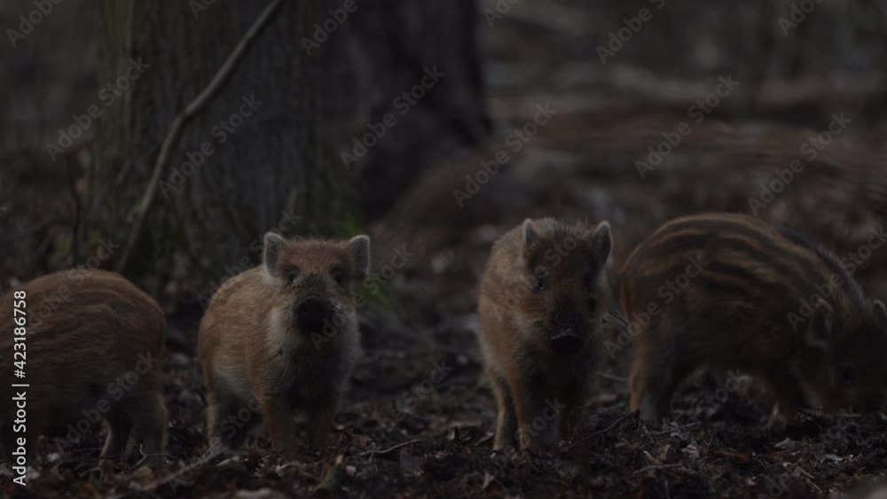 Closeup young wild boars Sus scrofa calm piggy looking for nutriment in deep wood. Wildlife tranquil scene of long furry animals. Strong nose and well smell sense to search food in omnivorous mammal.