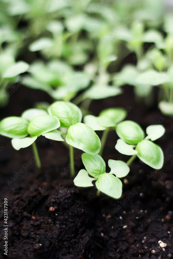 Basil Basil