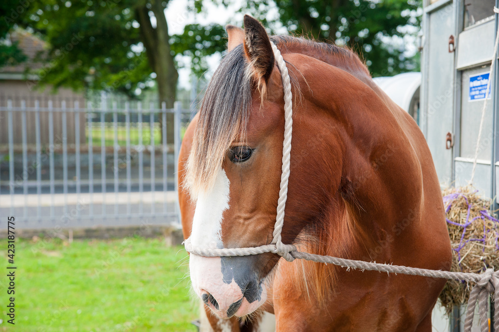 Fototapeta premium Horse tied up with rope halter