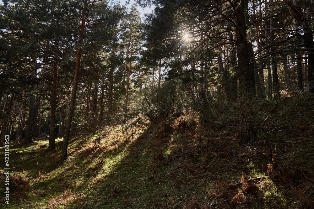 Obraz premium walking inside the mountains with trees