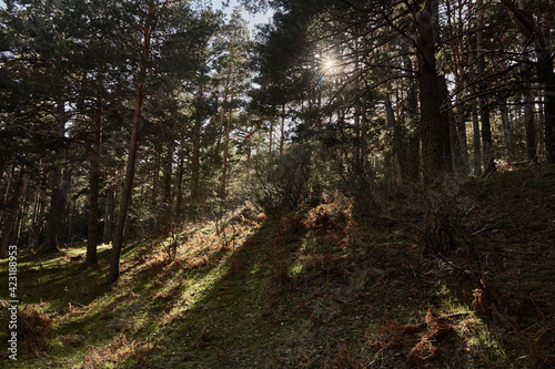 walking inside the mountains with trees