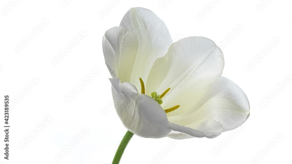 Beautiful white tulip opening on white background, close-up. Holiday, Mothers day, Wedding backdrop, Valentines Day, Easter concept. Beautiful white tulip opening on white background, close-up. Holiday, Mothers day, Wedding backdrop, Valentines Day, Easter concept.