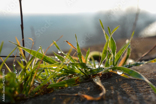 Gras mit Wassertropfen tau im Licht