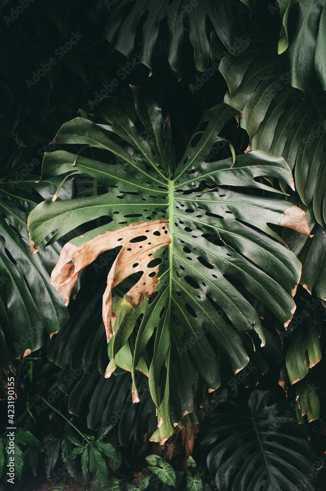 Obraz premium windowleaf