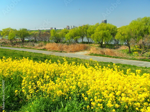 春の菜の花咲く江戸川土手から見る芽吹きの樹のある河川敷風景