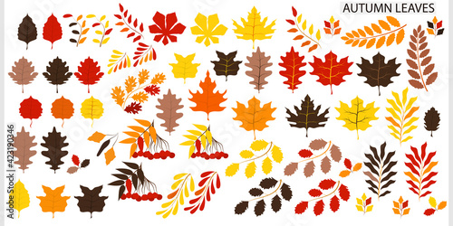 Vector set of plants, leaves for the autumn theme. Autumn colors