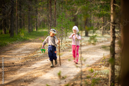a child collects mushrooms in a pine forest, selective focus