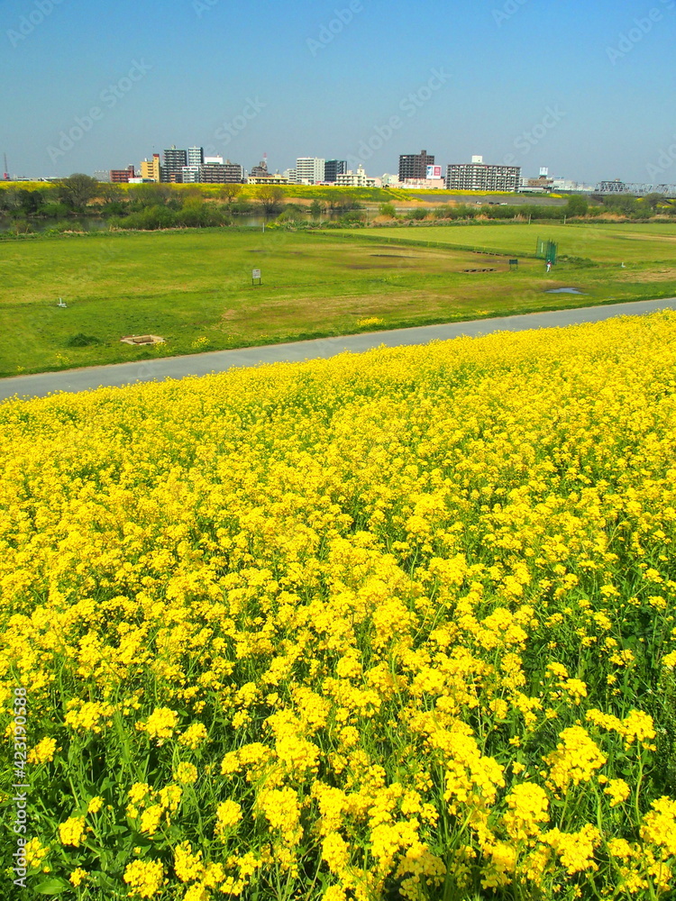 春の菜の花咲く江戸川土手から見る河川敷と対岸風景