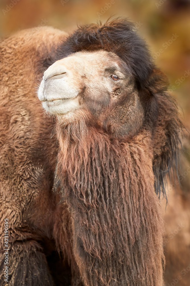 Camel close up