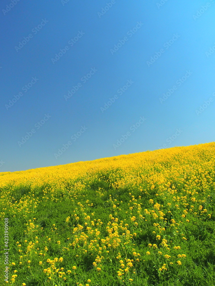 江戸川土手に咲く満開の菜の花と若草と青空風景