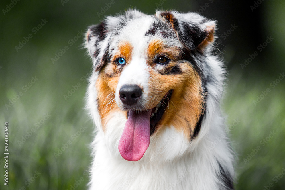 Australian Shepherd dog portrait outdoors Australian Shepherd dog portrait outdoors